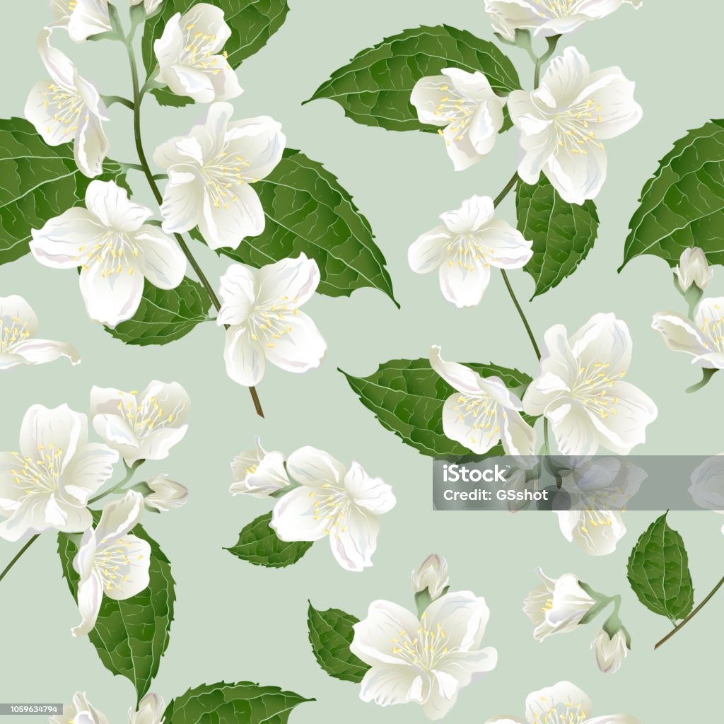 Seamless Pattern With Jasmine Flowers Stock Illustration - Download Image  Now - Jasmine, Flower, White Color - iStock