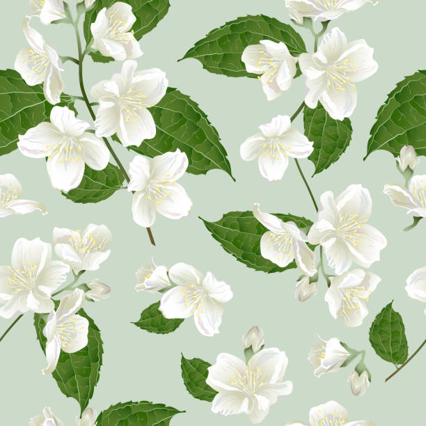 Seamless pattern with jasmine flowers. Seamless pattern with jasmine flowers. Modern floral pattern for textile, wallpaper, print, gift wrap, greeting or wedding background. jasmine stock illustrations