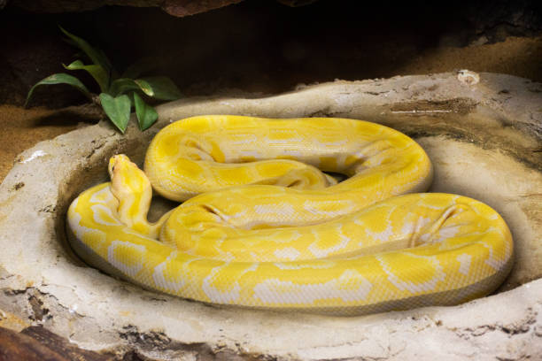 istock Reticulated python relax in cage at public park in Bangkok, Thailand 1059634908