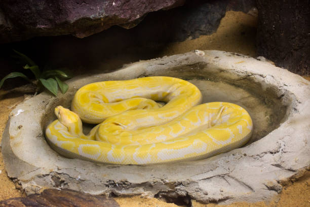 istock Reticulated python relax in cage at public park in Bangkok, Thailand 1059635568