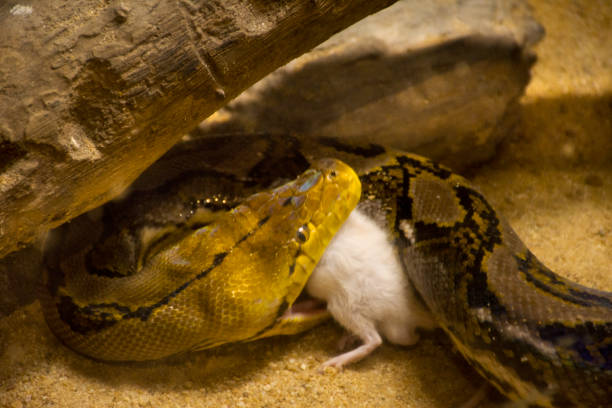 istock Reticulated python eat white rat in cage at public park in Bangkok, Thailand 1059637240