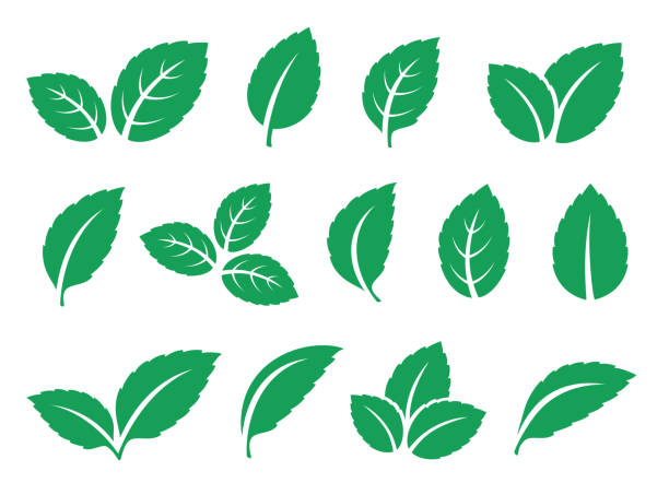 ilustraciones, imágenes clip art, dibujos animados e iconos de stock de set de iconos de hojas de menta azul - menta piperina
