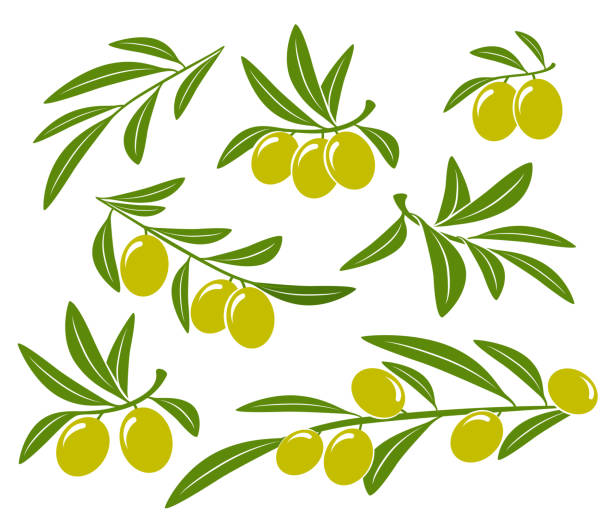 gałązki oliwne z zielonymi oliwkami - green olive stock illustrations