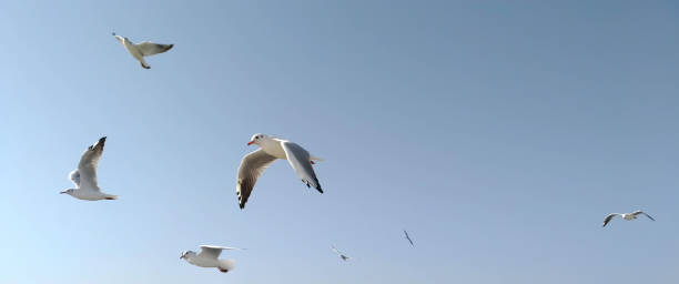 istock flock of seagulls in the sky, panoramic format 1059642568