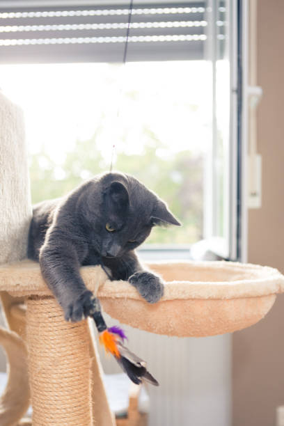 istock playful young gray shorthair cat 1059643892