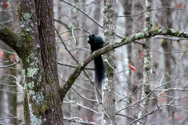 a black fox squirrel perched on a branch eating a nut in the fall