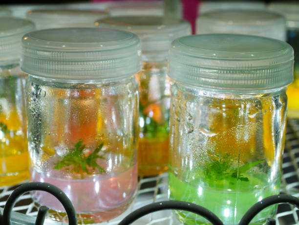 istock Close up Plant tissue culture 1059644710