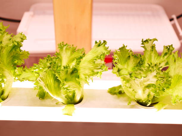 istock Green Vegetables in hydroponics farm 1059647610