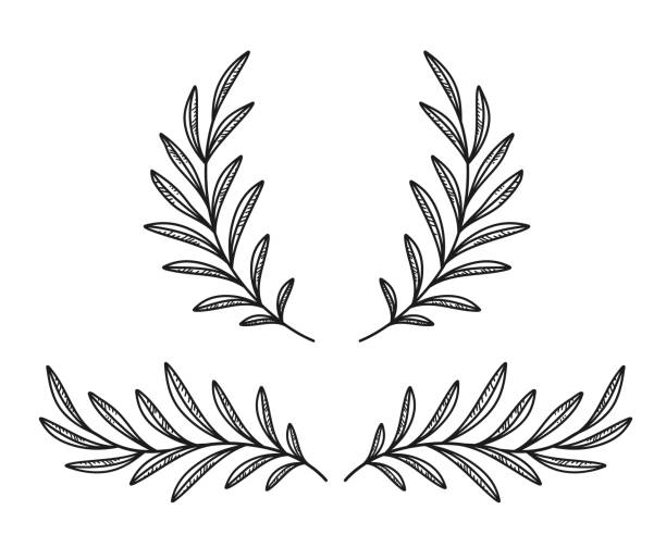 черно-оливковые ветви и венок - olive olive branch leaf vector stock illustrations