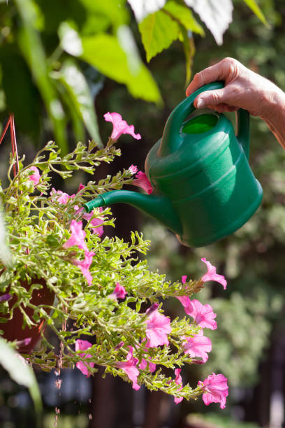 istock Cropped Hand Watering Plants Against Sky 1059648970