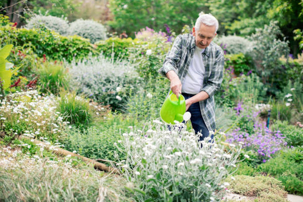 istock Retired senior man watering plants in back yard 1059649292