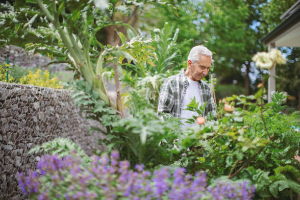 istock Retired senior man gardening in back yard 1059650506