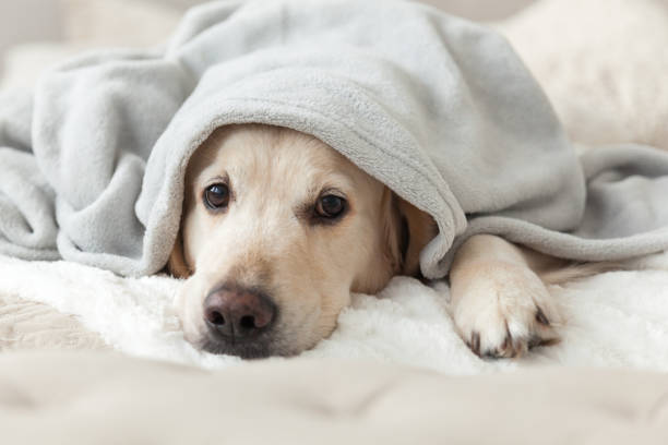 Bored young golden retriever dog under light gray plaid. Pet warms under a blanket in cold winter weather. Pets friendly and care concept. Bored young golden retriever dog under light gray plaid. Pet warms under a blanket in cold winter weather. Pets friendly and care concept. warms stock pictures, royalty-free photos & images