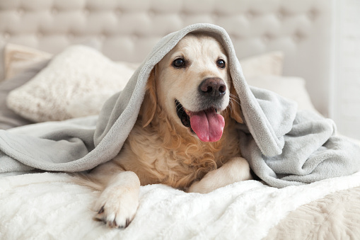 Perro retriever dorado joven sonriente feliz bajo plaid gris luz. PET se calienta bajo una manta en el clima de invierno frío. Mascotas amigables y el concepto de cuidado. photo