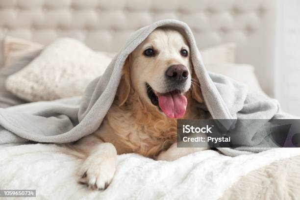 Perro Retriever Dorado Joven Sonriente Feliz Bajo Plaid Gris Luz Pet Se Calienta Bajo Una Manta En El Clima De Invierno Frío Mascotas Amigables Y El Concepto De Cuidado Foto de stock y más banco de imágenes de Perro