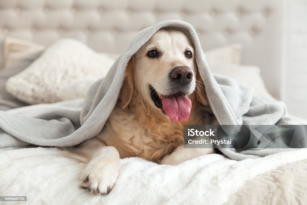 Felice sorridente giovane cane golden retriever sotto plaid grigio chiaro. L'animale domestico si riscalda sotto una coperta con freddo clima invernale. Animali domestici amichevole e concetto di cura. - Foto stock royalty-free di Cane