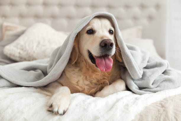 gelukkige lachende jonge golden retriever hond onder licht grijs plaid. huisdier verwarmt onder een deken in koude winterweer. huisdieren vriendelijke en zorg concept. - verdriet fotos stockfoto's en -beelden