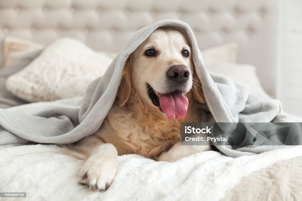 快樂的微笑年輕的金色獵犬狗在淺灰色格子。冬天天氣寒冷時, 寵物在毯子下暖和。寵物友好和照顧的概念。 - 免版稅狗圖庫照片