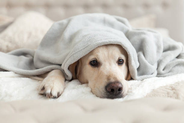 Bored young golden retriever dog under light gray plaid. Pet warms under a blanket in cold winter weather. Pets friendly and care concept. Bored young golden retriever dog under light gray plaid. Pet warms under a blanket in cold winter weather. Pets friendly and care concept. warms stock pictures, royalty-free photos & images