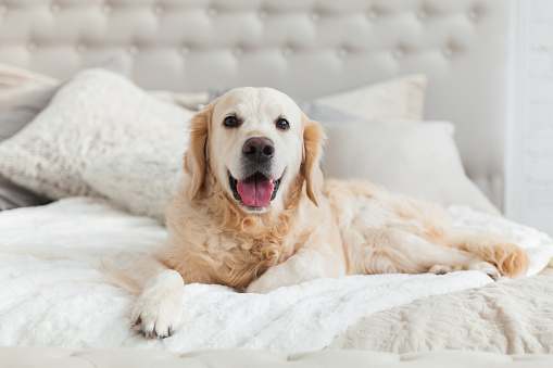 Perro cachorro de golden retriever en lujosos colores brillantes clásico ecléctico estilo dormitorio con cama de matrimonio y mesita de noche. Este hotel de mascotas o casa habitación. photo