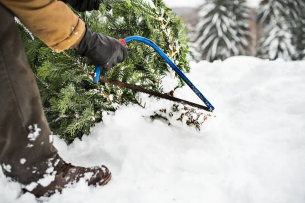 istock Senior man getting a Christmas tree in forest. 1059650924