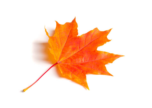 istock Texture, background, pattern. Autumn maple leaves. Background of maple leaves. Red and yellow maple leaves Autumn advance; Autumn motive 1059651400
