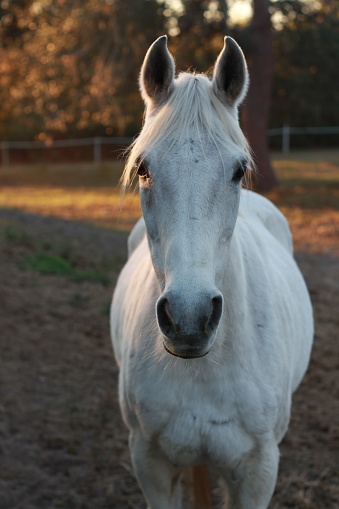 Arab mare standing in field at sunset