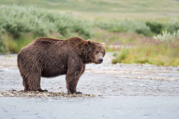 istock Grizzly Looking for Salmon 1059654058