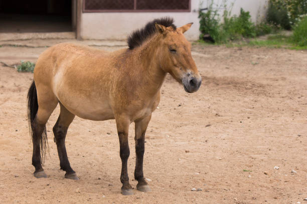 istock Przewalski's horse on the sand 1059655314