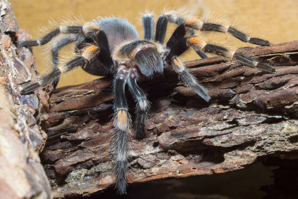 istock spider brachypelma smithi, age one year 1059655460