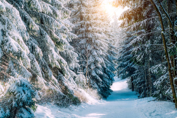 istock Winter landscape in snow forest 1059658512