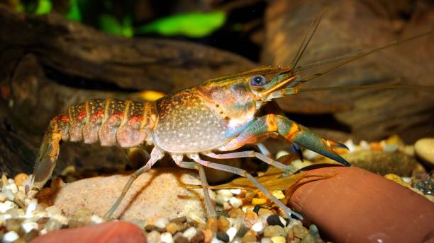 istock Australian blue crayfish - cherax quadricarinatus in aquarium 1059660732