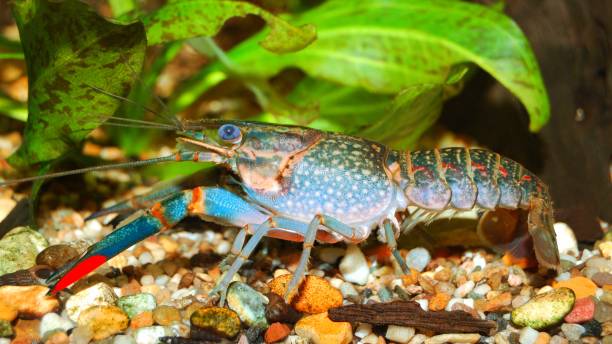 istock Australian blue crayfish - cherax quadricarinatus in aquarium 1059660764