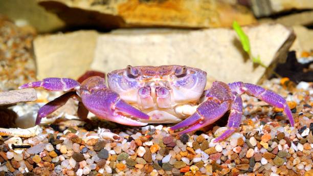 istock river crab Potamon sp. in aquariu. Purple morph 1059660768