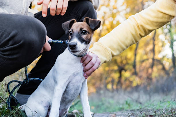 istock Smooth fox terrier puppy on the leash in a park 1059661434