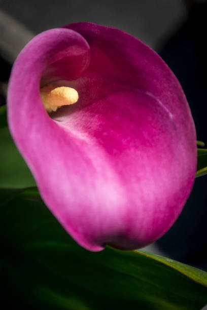 istock Zantedeschia aethiopica (Arum Lily) 1059661472