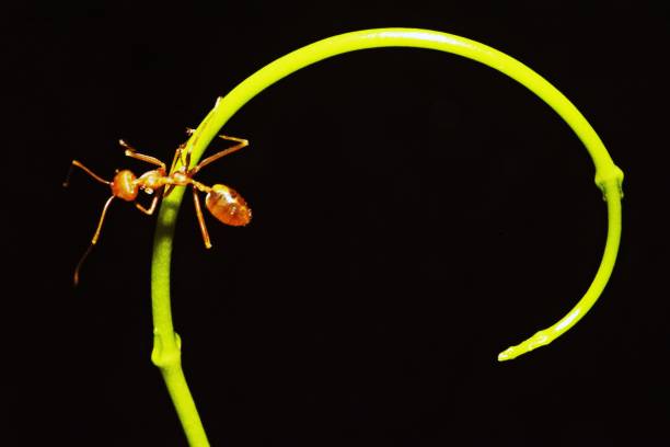 istock Ant climbing long curve hand of vine. 1059661492