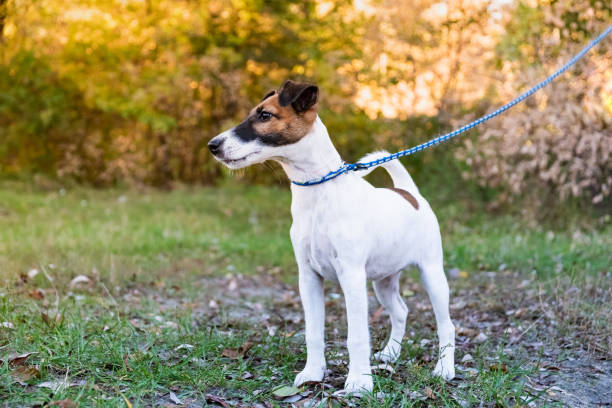 istock Adorable smooth fox terrier puppy on the leash in a park 1059661508