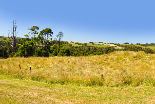 istock Great Otway National Park. Otway fly tree top walk. 1059662006