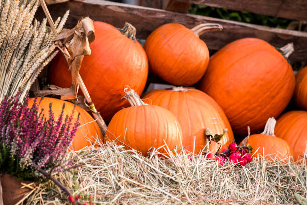 istock Outdoor Halloween Pumpkin Display 1059662252