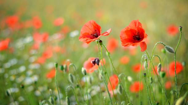 istock Blooming summer poppy field close-up 1059663728