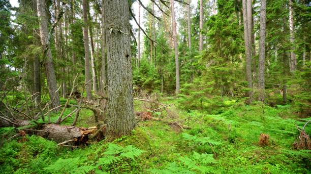 istock Dark northern pine forest scene 1059663946