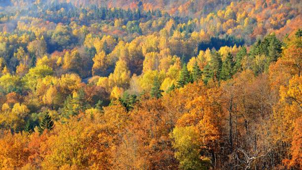 istock Colorful forest hills in fall. Sigulda, Latvia. 1059663972