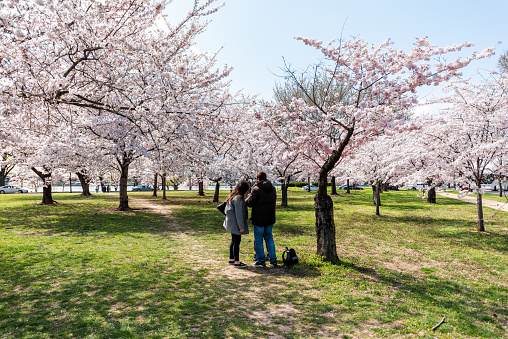 Washington DC, USA - April 5, 2018: Tourists people couple photographing taking pictures by cherry blossom sakura trees in spring with potomac river, Ohio drive, National mall