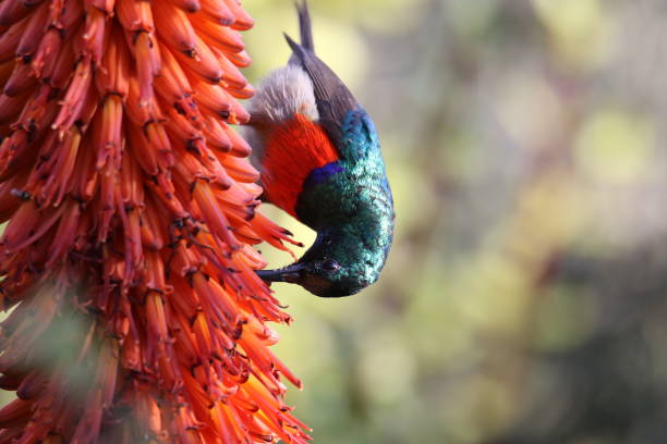 Bird Catching A Pollinator Insect Bird Pollinator Stock Photos, Pictures & Royalty-Free Images - iStock