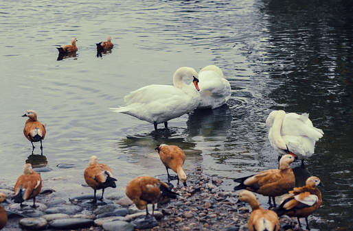 Group of animals, Bird, Water, Duck, Swan