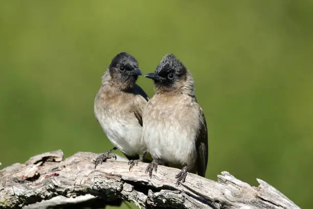 Photo of Dark-capped bulbul