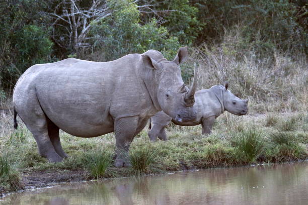 istock White rhinoceros female with calf 1059666616