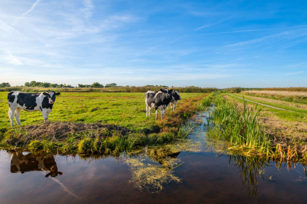 istock Curious young cows in a polder landscape along a ditch, near Rotterdam, the Netherlands 1059667708