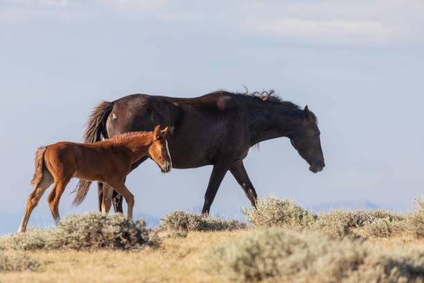 istock Wild Horse Mare and Foal 1059667820